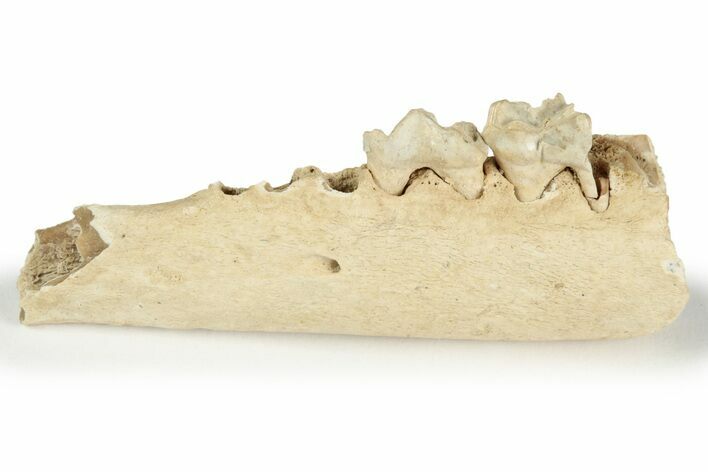 Fossil Early Ungulate (Dremotherium) Jaw - France #218514